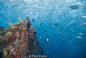 Fish Soup
Tulamben Wreck
Bali, Indonesia by Tom Radio 